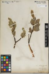 Foto von Salix lanata L.